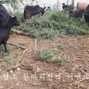 미래식품건강원