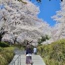 연암도서관 앞 | 이번 주말 벚꽃피크 아이랑 갈만한 진주 벚꽃명소 진주 연암도서관 실시간 벚꽃길