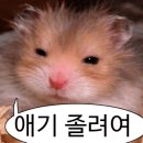 카페쵸이 - 창원시 진해구 여좌천로 158-12 | 카페쵸이