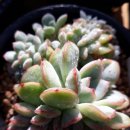 (주)성영 Daum카페