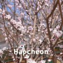 (사)합천군관광협의회 | 합천호 별꽃 야시장 축제 2026 합천 마라톤 전 필수 코스