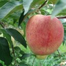 용리농장 이미지