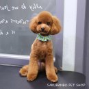 사쿠란보애견샵 부산대점 이미지