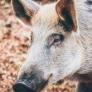 멧돼지집 이미지