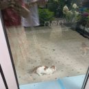 놀면묘하냥 고양이카페 이미지