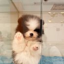 퍼피슈가 이미지