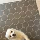 멍그니엘 애견호텔 경기광주점 이미지