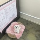 그루머로 이미지