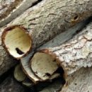 약초본가제분소 이미지