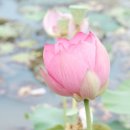 무장읍성 이미지