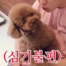 어도러블 이미지