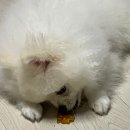 얌얌 | 수원 강아지 간식, 얌얌 (집나간 강아지 입맛과 건강까지 모두 챙기세요!)