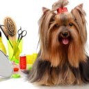 MY DOG GROOMING 이미지
