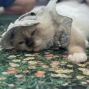 버만캣패밀리 이미지