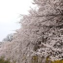 대구 욱수천수양벚꽃개화상태// 욱수골 수양벚꽃의 아름다운 풍경 이미지