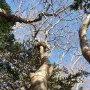 제주 어승생악 일제동굴진지 | [제주 가볼만한 곳] 학교 뒷산, 어승생악