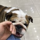 베프반려동물아카데미