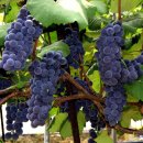 김삿갓면-9 이미지