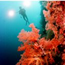 자포동물 산호 이미지