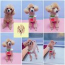 웃개살롱 이미지