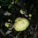 송이버섯산행-능이싸리산행 자연산버섯 야생버섯산행- 이미지