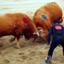 소싸움 이미지