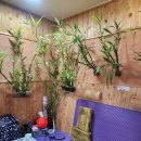 사랑의 뜰안 이미지