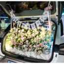 아젤리아 이미지