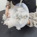 도도 Grooming 이미지