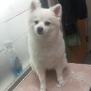 도그하우스 애견샵 이미지