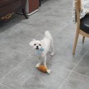 사개절 펫살롱 이미지