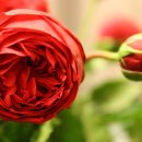 레드피아노 이미지