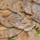 임자칼국수 이미지