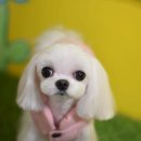 소금소금 펫살롱 이미지