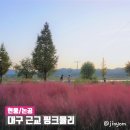 논공공단주유소 | 대구 핑크뮬리: 161 커피스튜디오/ 논공삼거리 (2019년 10월)