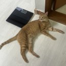 양태현과자점 | 굉장히 바빴던 일주일(+2일)