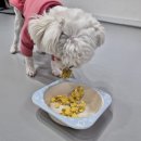 뛰뛰 강아지 놀이터 이미지