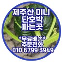 제주도 청정 자연에서 자란 미니단호박, 지금 주문하세요 2025년 신상품 출시! 제주산지직송 미니단호박