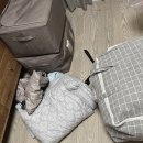 제일선반 | 베란다 수납의 구원투수 "이케아 오마르" 선반 후기