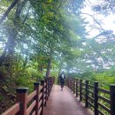[강원여행] 국립대관령 치유의숲 (숙박 및 식당...안내) - 걷기좋은길, 무장애 데크로드 숲길 산책 후기