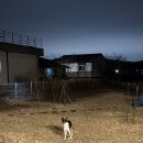 베일리하우스애견펜션 이미지