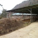 대산사슴농장 이미지