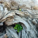 영생 농장 이미지