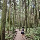 숲속의 산책 | 제주 사려니숲길, 아이랑 함께한 힐링 숲속 산책 후기