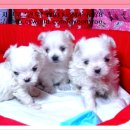 강아지 친구 이미지