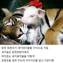 고기호랑이