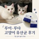 21 | 고양이 신장 유산균 프로젝트21 후기, 루이루다 급여해 본 고양이 영양제