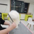 개인정애견샵 이미지