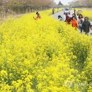 유채꽃길 이미지