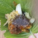 백순대본가새맛 - 연수구 신송로 121 | 백순대본가새맛